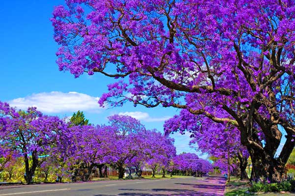 jacaranda tree photo