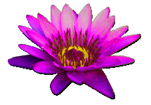 lotus pic