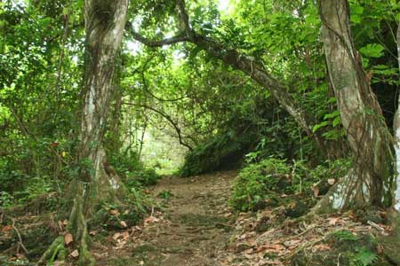 rainforest pic